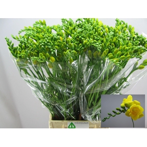 Freesia du Soleil