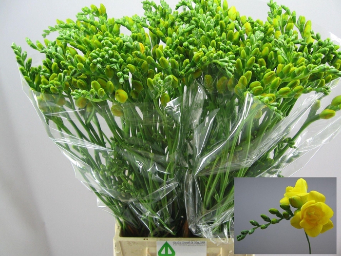 <h4>Freesia du Soleil</h4>