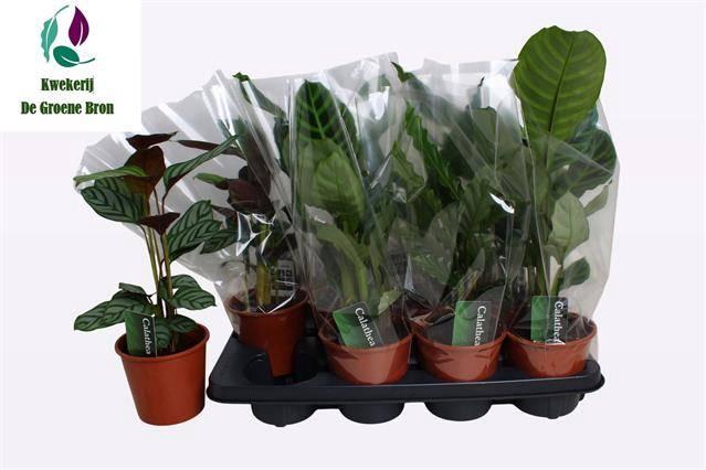 <h4>CALAT GEM 3 SRT</h4>