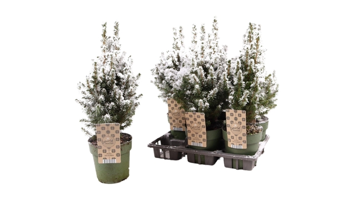 <h4>PICEA GL DECEMBER</h4>