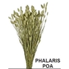# Dr. Phalaris Poa Verde Nat 100gr **clearout**