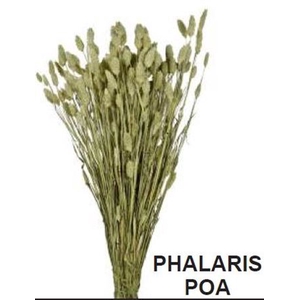 # Dr. Phalaris Poa Verde Nat 100gr **clearout**