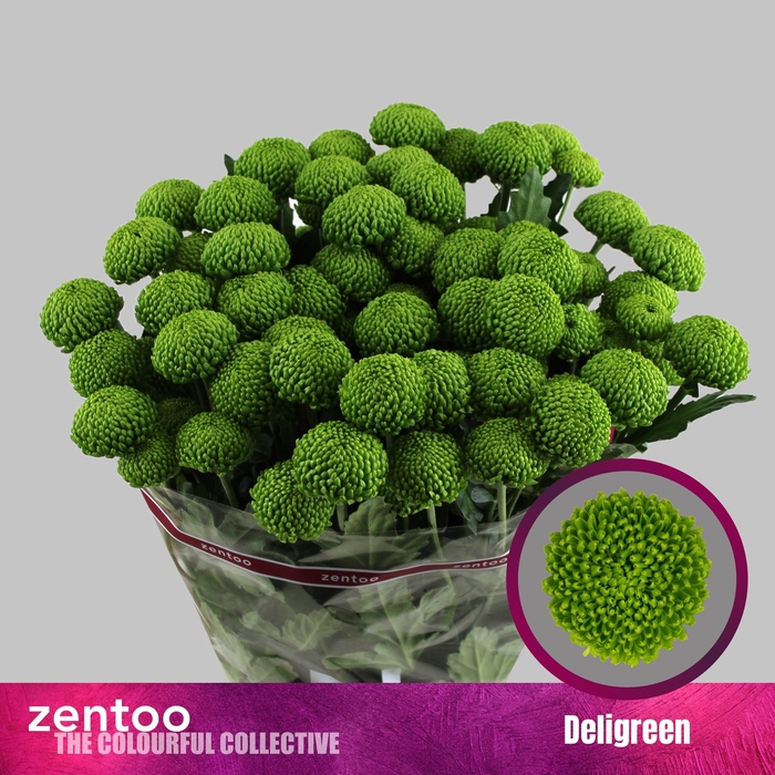 <h4>CHR T DELIGREEN</h4>