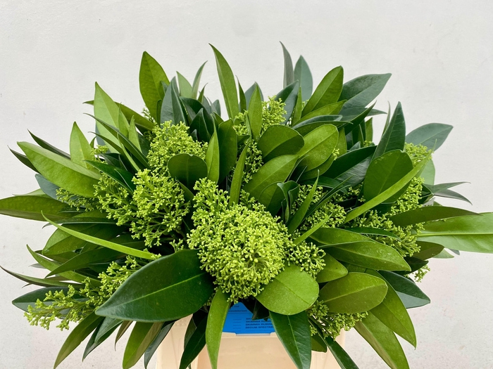 <h4>SKIM C KEW GREEN BS</h4>