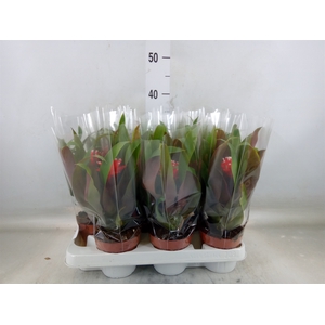 Guzmania  'Priscilla'