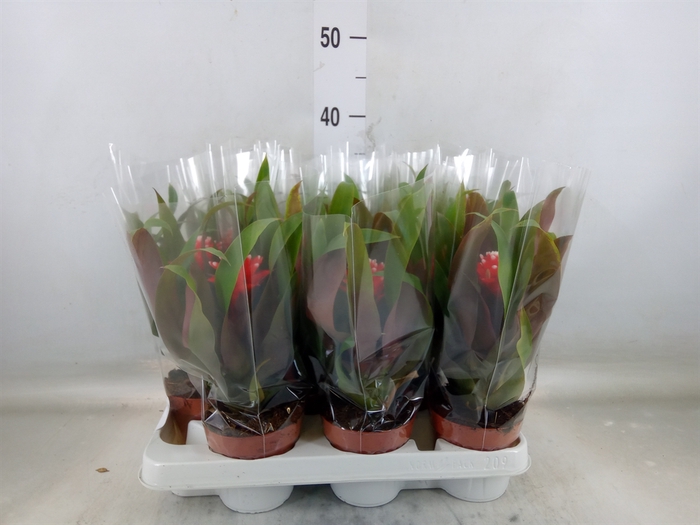 <h4>Guzmania  'Priscilla'</h4>