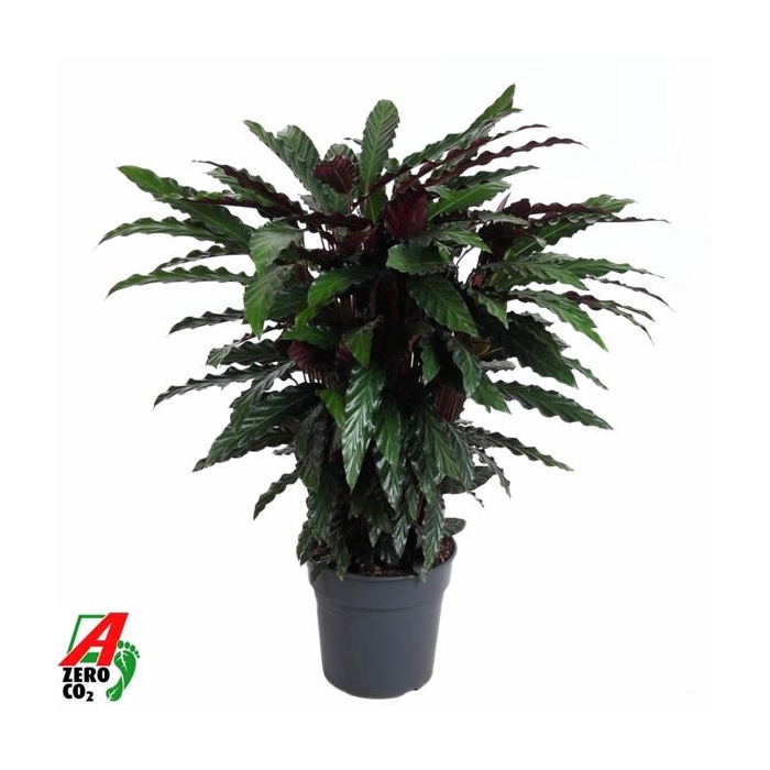 <h4>Calathea Wavestar</h4>