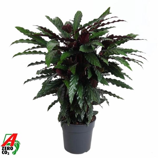 <h4>Calathea rufibarba 'Wavestar'</h4>