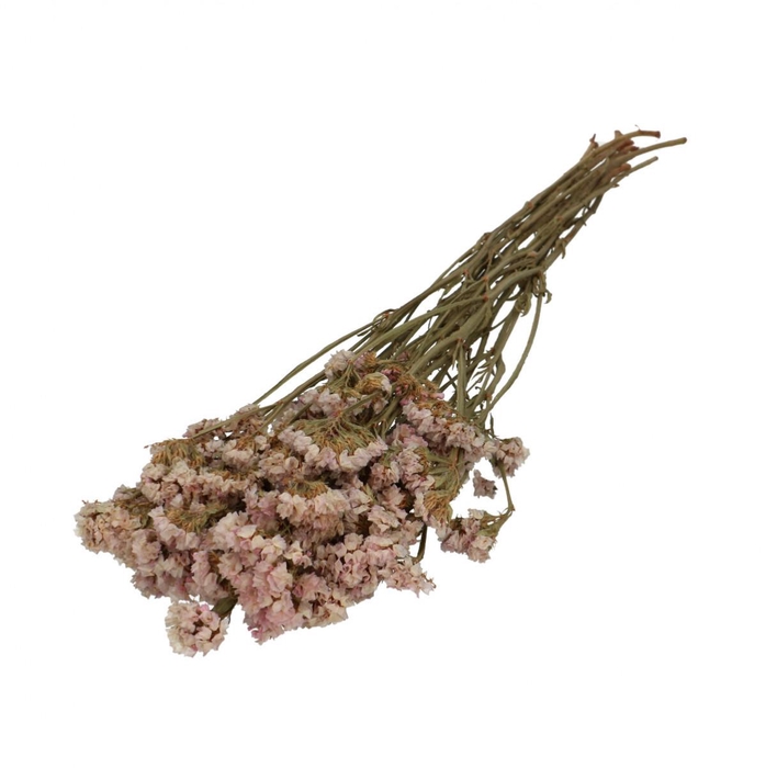 <h4>Droogbloem Limonium statice 70cm</h4>