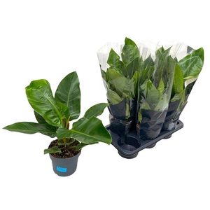 Philodendron Imperial Green 17Ø 65cm