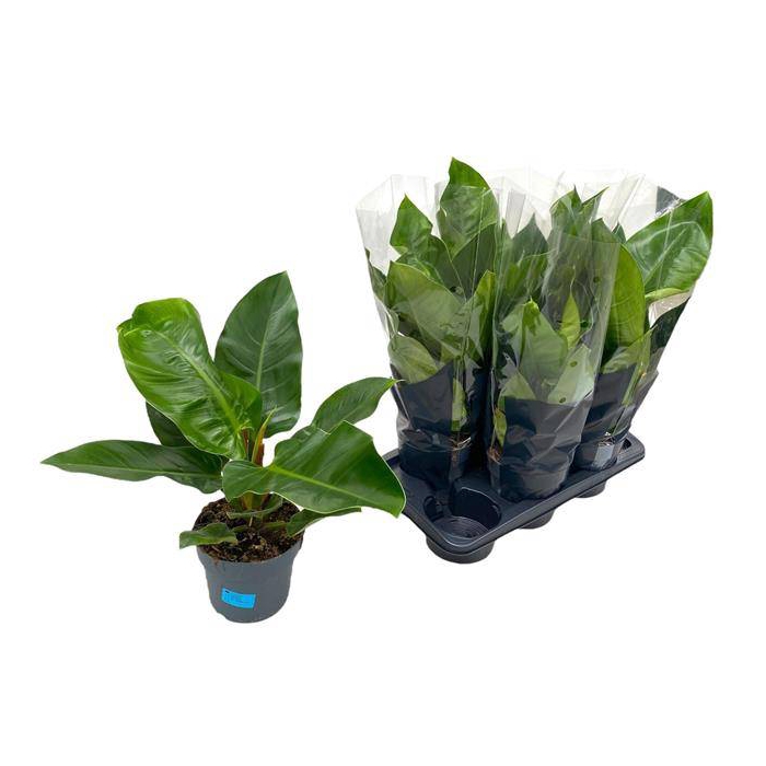 <h4>Philodendron Imperial Green 17Ø 65cm</h4>
