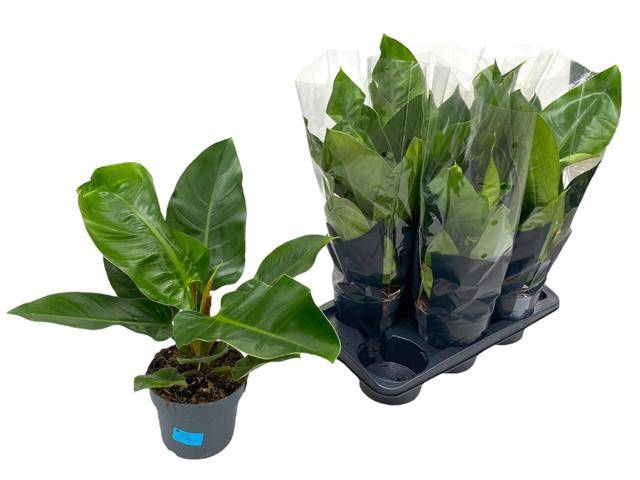 Philodendron Imperial Green 17Ø 65cm