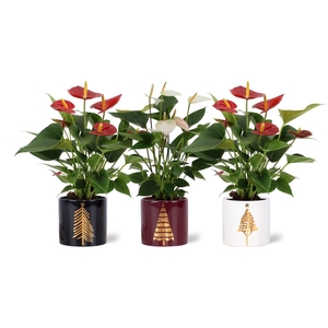 Anthurium red&white mix in Manon 2 ceramics