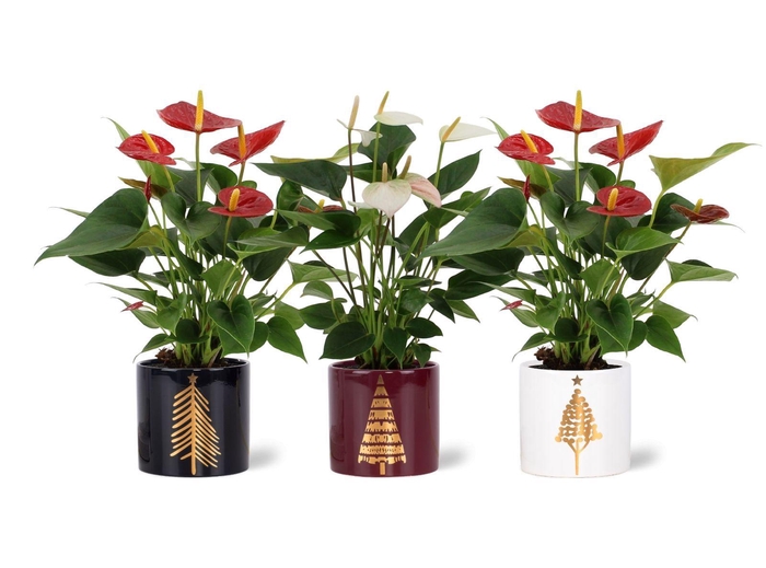 <h4>Anthurium red&white mix in Manon 2 ceramics</h4>
