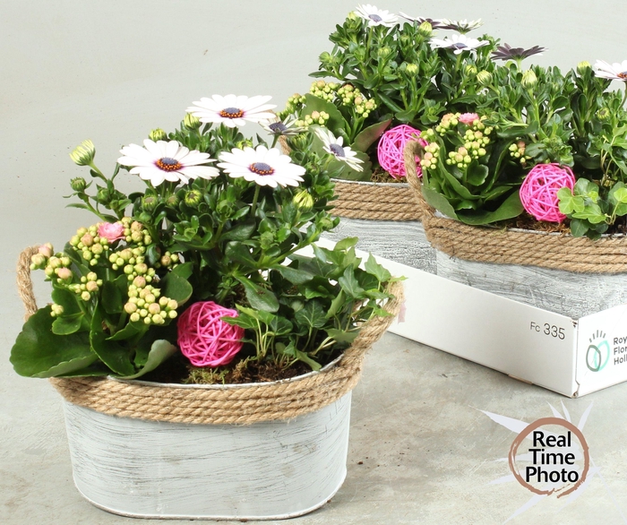 <h4>ARR TUINPLANTEN</h4>