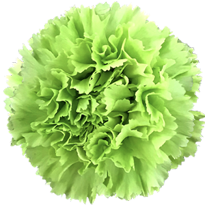 <h4>DIAN.ST. Verde (green)</h4>