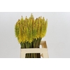 Kniphofia Sunningdale Yellow