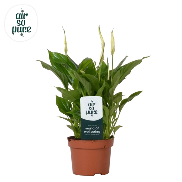 Spathiphyllum 'Chopin®' Air So Pure