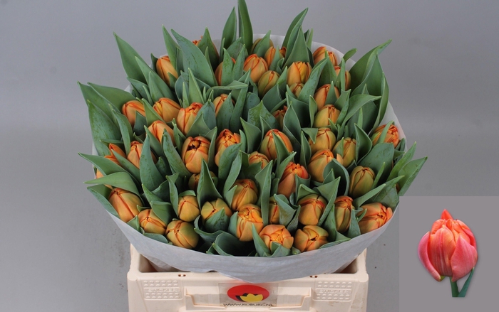 <h4>TU DU LORENZO</h4>