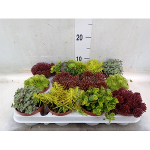 Rotsplanten   ...mix   [Rock plant]