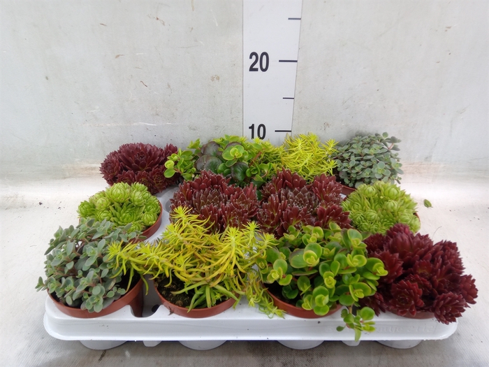 <h4>Rotsplanten   ...mix   [Rock plant]</h4>