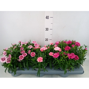 Dianthus  'Oscar'   ...mix