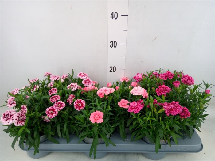 <h4>Dianthus 'Oscar' ...mix</h4>