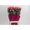 Dianthus St Spritz