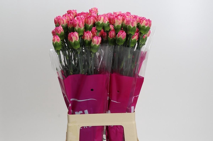 <h4>Dianthus St Spritz</h4>