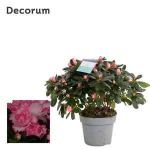 Azalea 14 cm Bont - Decorum