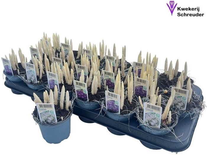 <h4>CROCUS GEM</h4>