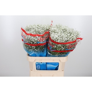 Gyps Pa Beauty Bride