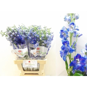 DELPH DU GUARD BLUE