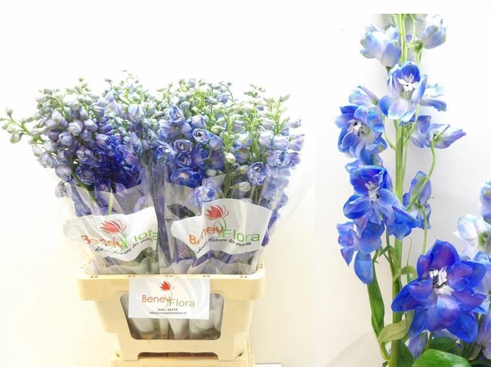 <h4>DELPH DU GUARD BLUE</h4>