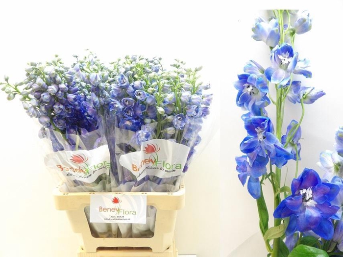 <h4>DELPH DU GUARD BLUE</h4>