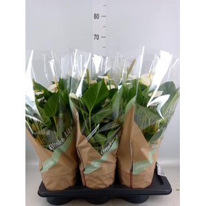 Anthurium andr. 'Snow Love'