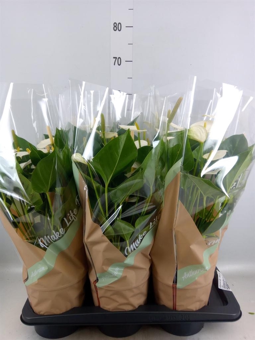 <h4>Anthurium andr. 'Snow Love'</h4>