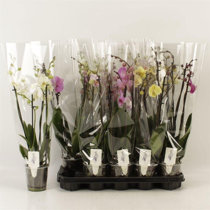 <h4>PHAL GEM 5 KL</h4>