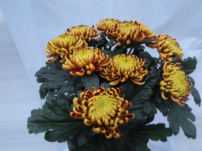 <h4>CHR G FUEGO</h4>