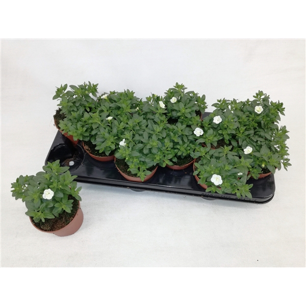 <h4>Calibrachoa Double Cabaret White</h4>