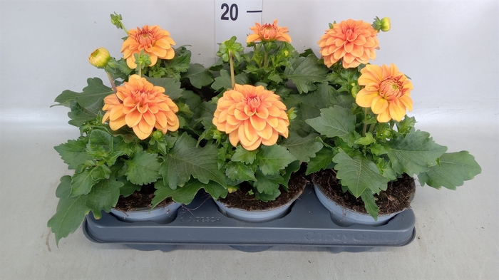 <h4>Dahlia  'Dahlietta Rachel'</h4>