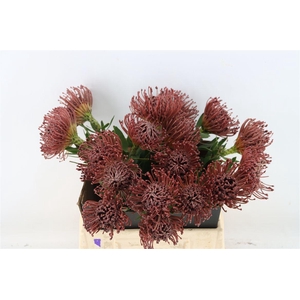 Leuco Wax Aubergine
