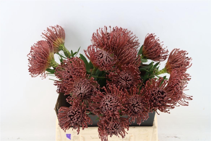 <h4>Leuco Wax Aubergine</h4>