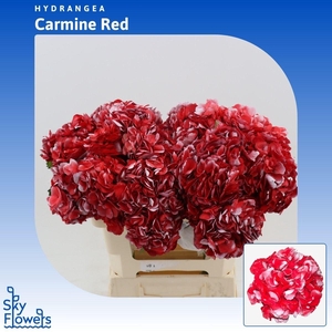 Hydrangea Camine Red