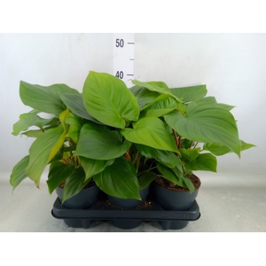 Homalomena rubescens 'Maggy'