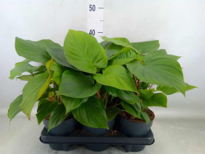<h4>Homalomena rubescens 'Maggy'</h4>