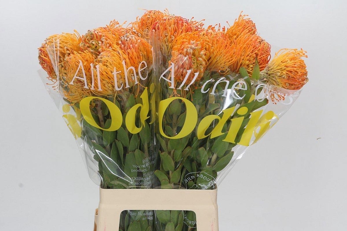 <h4>LEUCO JELENA</h4>