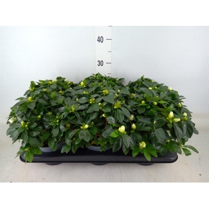 Rhododendron sim. 'Aiko White'