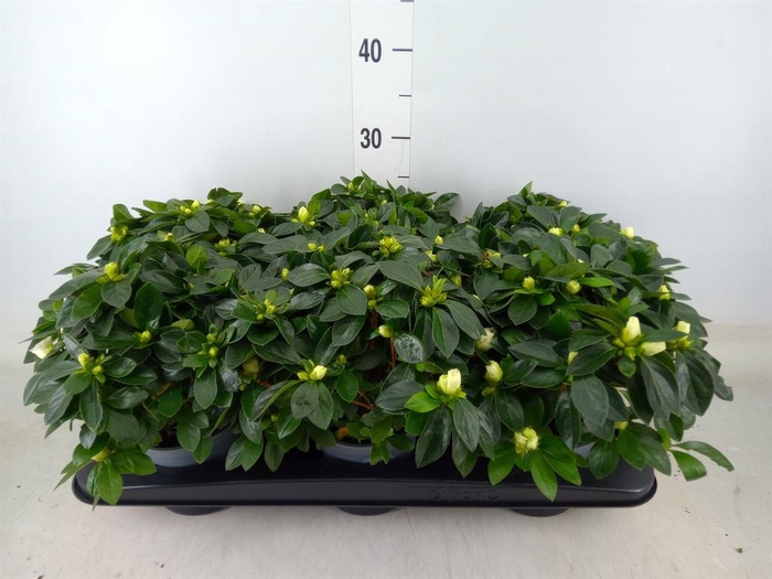 <h4>Rhododendron sim. 'Aiko White'</h4>