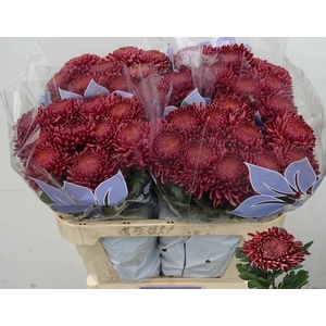 CHRYSANTHEMUM GR 'BIGOUDI RED'